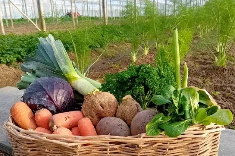 Image d'un panier de légumes