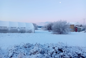 Tunnel et arbre enneigés 