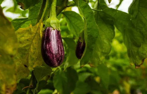 Une aubergine