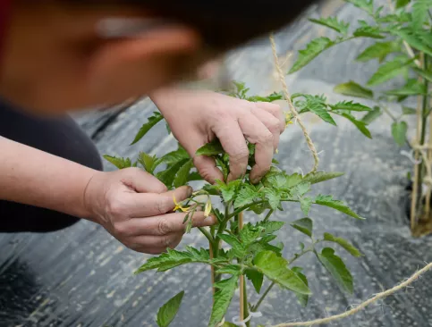 Entretien de plan de tomate