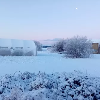Tunnel et arbre enneigés 